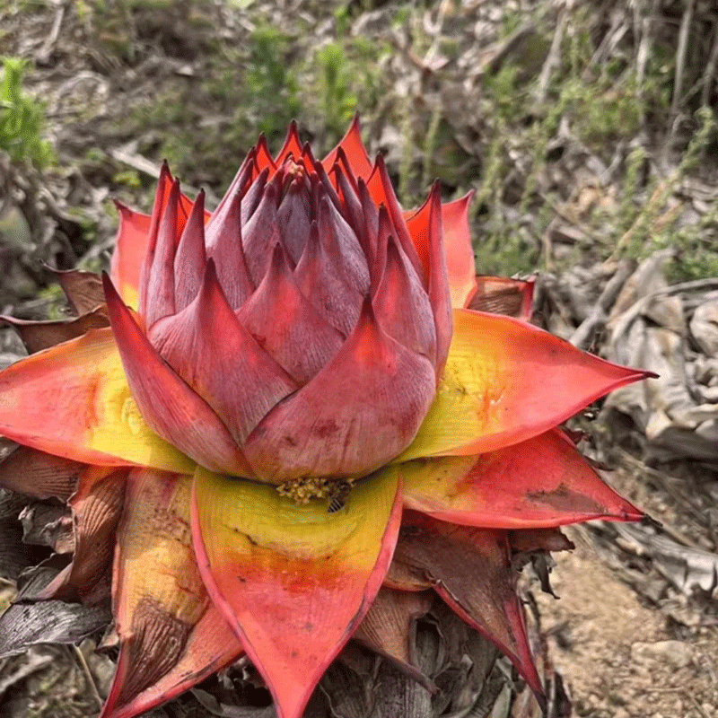 Golden Lotus Banana Seeds