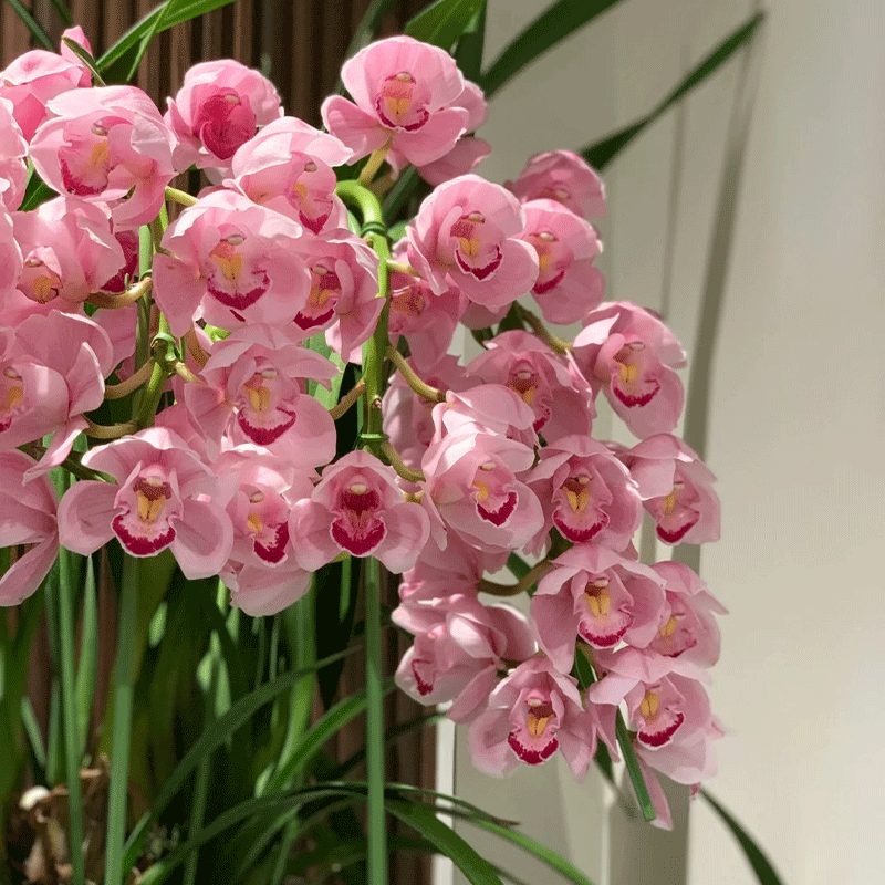 Cymbidium