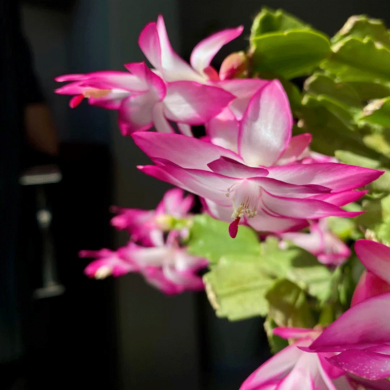 🩷 Festive Blooms🌵The Unique Thanksgiving Cactus🌺