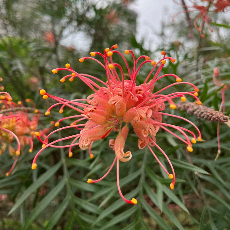 Banks' Grevillea
