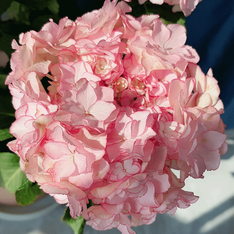 💗Colour-changing Heavy Hydrangea 🌈 Miss Keiko🌸50% OFF