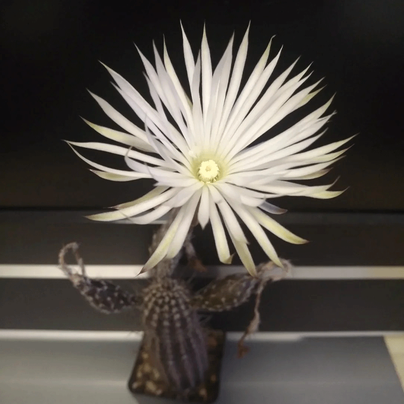 🌸Night blooming🌵Echinopsis mirabilis💗30% OFF