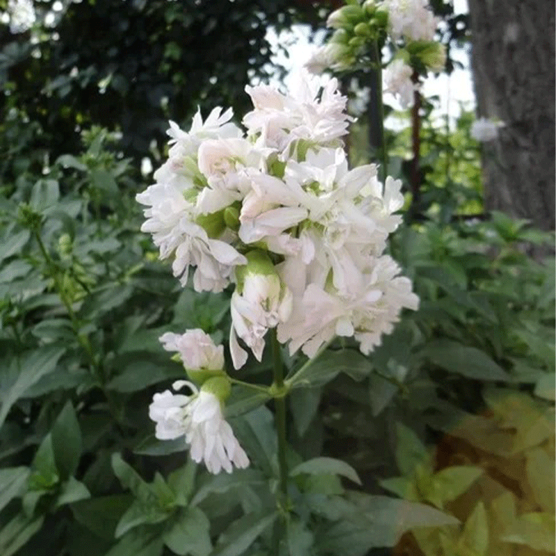 Soapwort