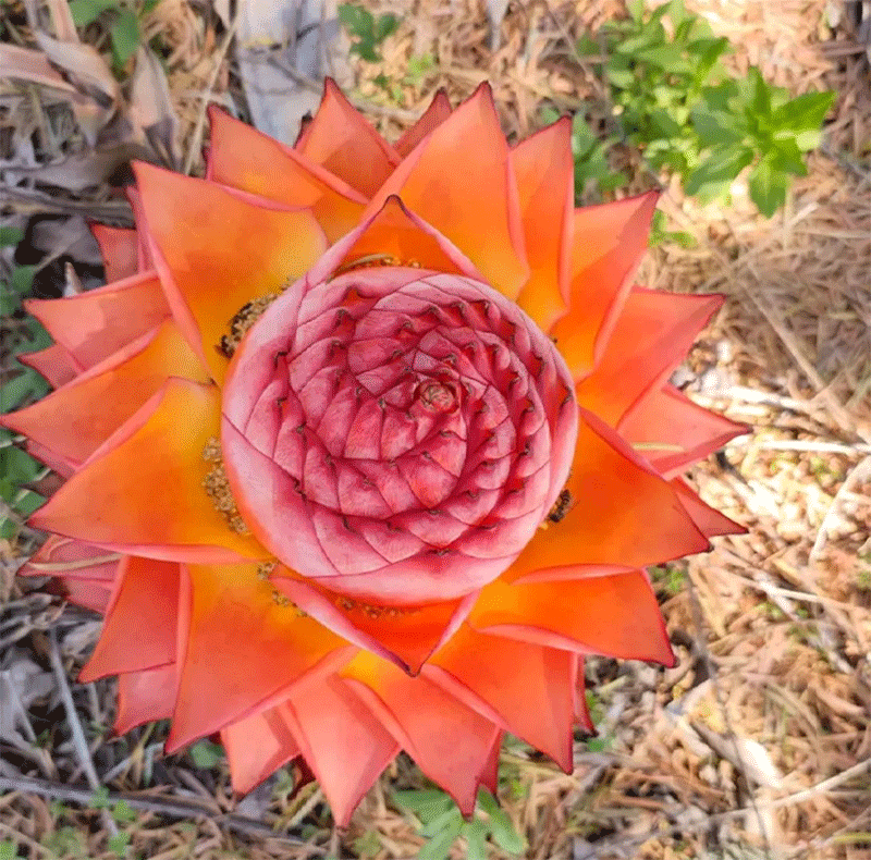 Golden Lotus Banana Seeds