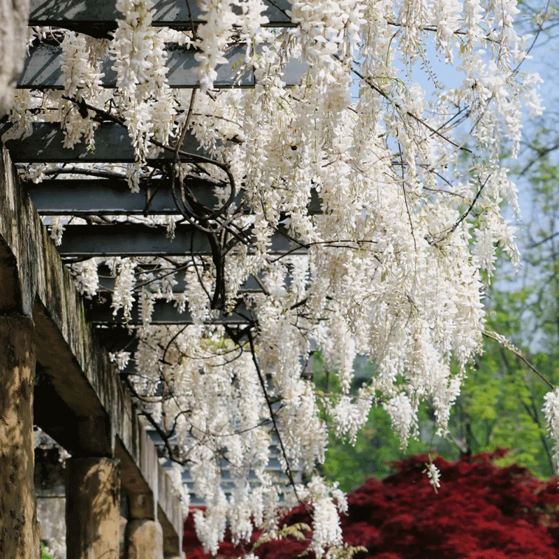 🪻Nature's Cascading Beauty🌿Wisteria💜30% OFF