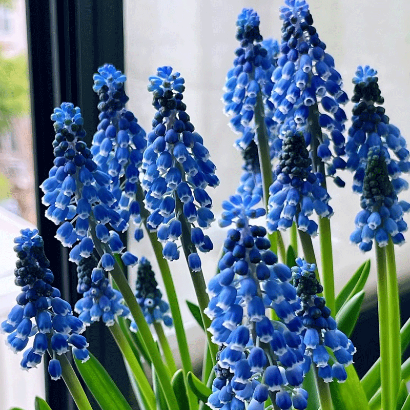 Grape-hyacinth
