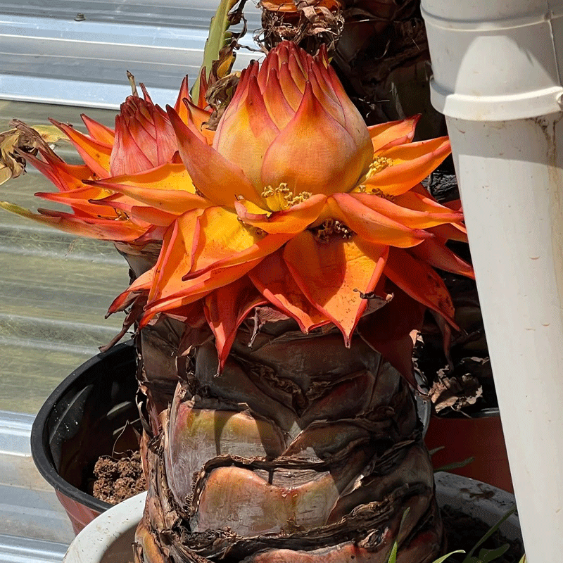 Golden Lotus Banana Seeds