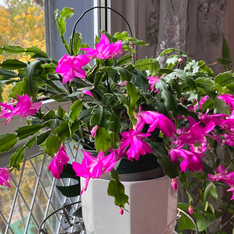 🩷 Festive Blooms🌵The Unique Thanksgiving Cactus🌺