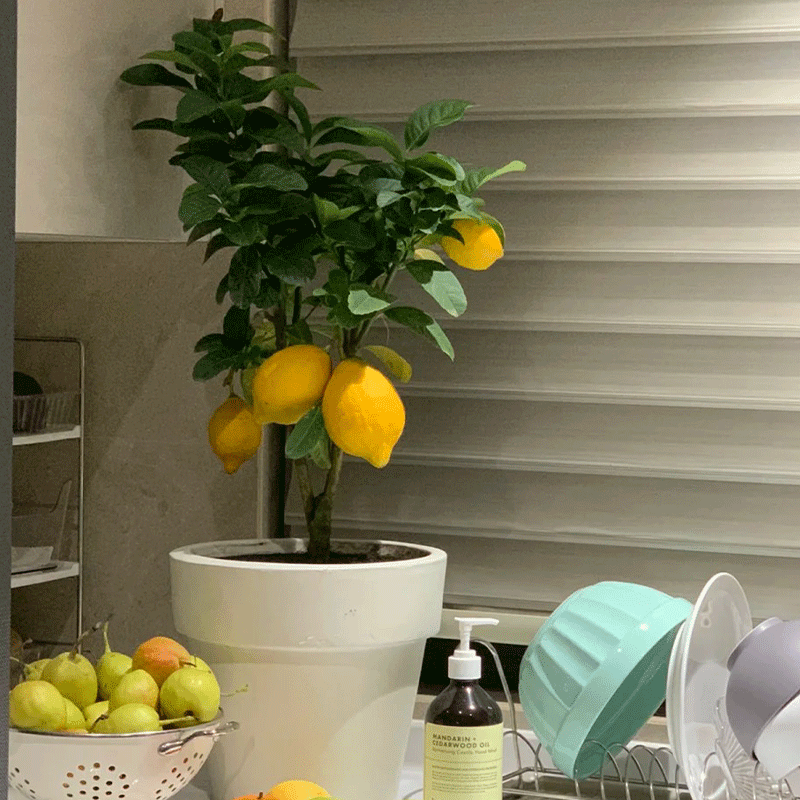 Lemon Bonsai Tree