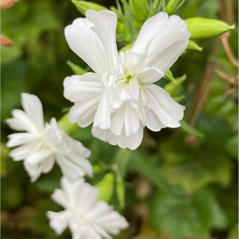 Soapwort
