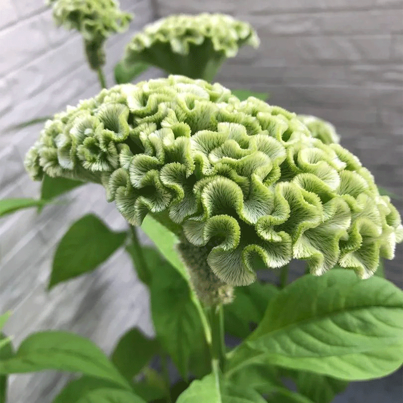 Cockscomb Flower