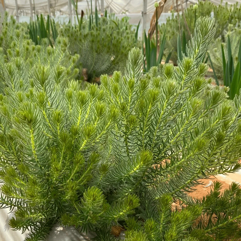 Phylica pubescens Aiton