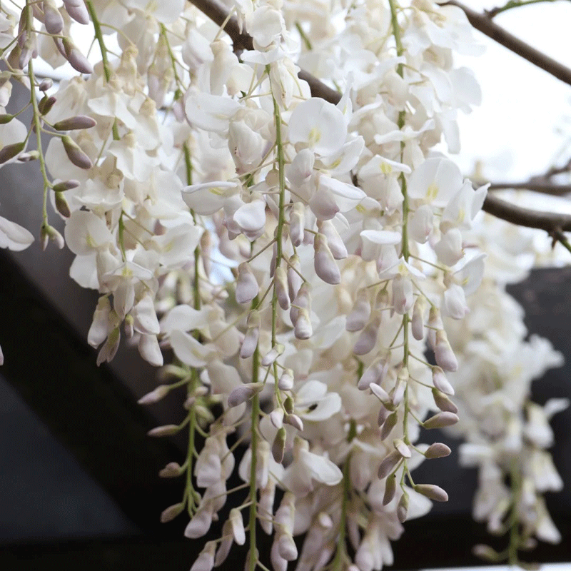 🪻Nature's Cascading Beauty🌿Wisteria💜30% OFF