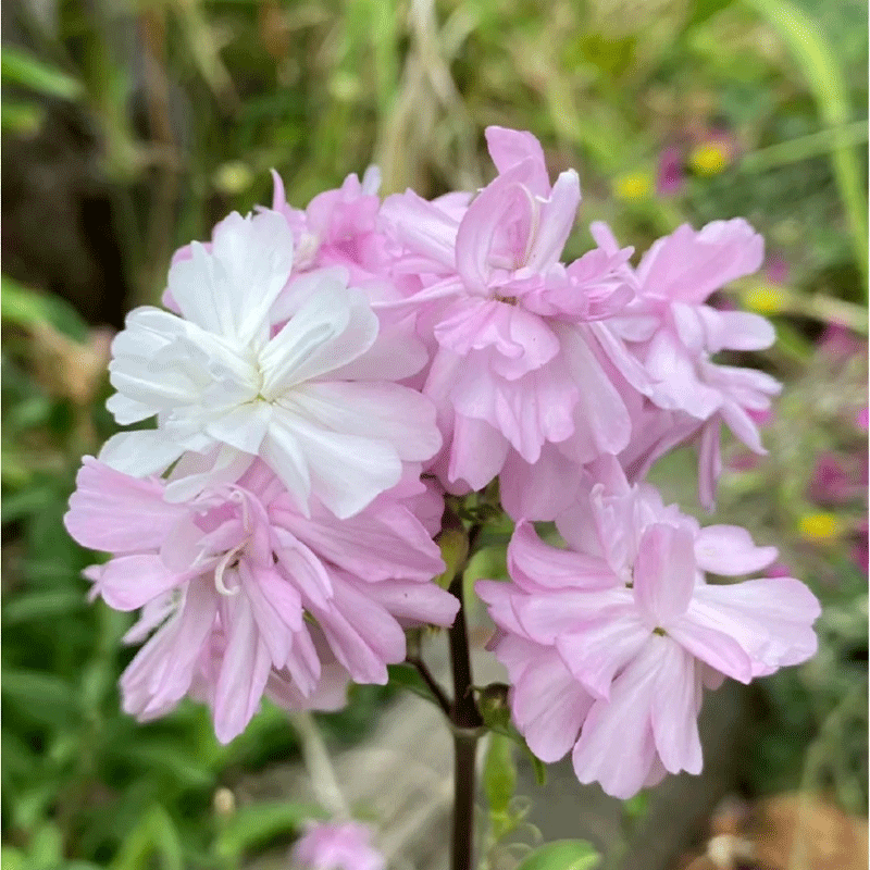 Soapwort