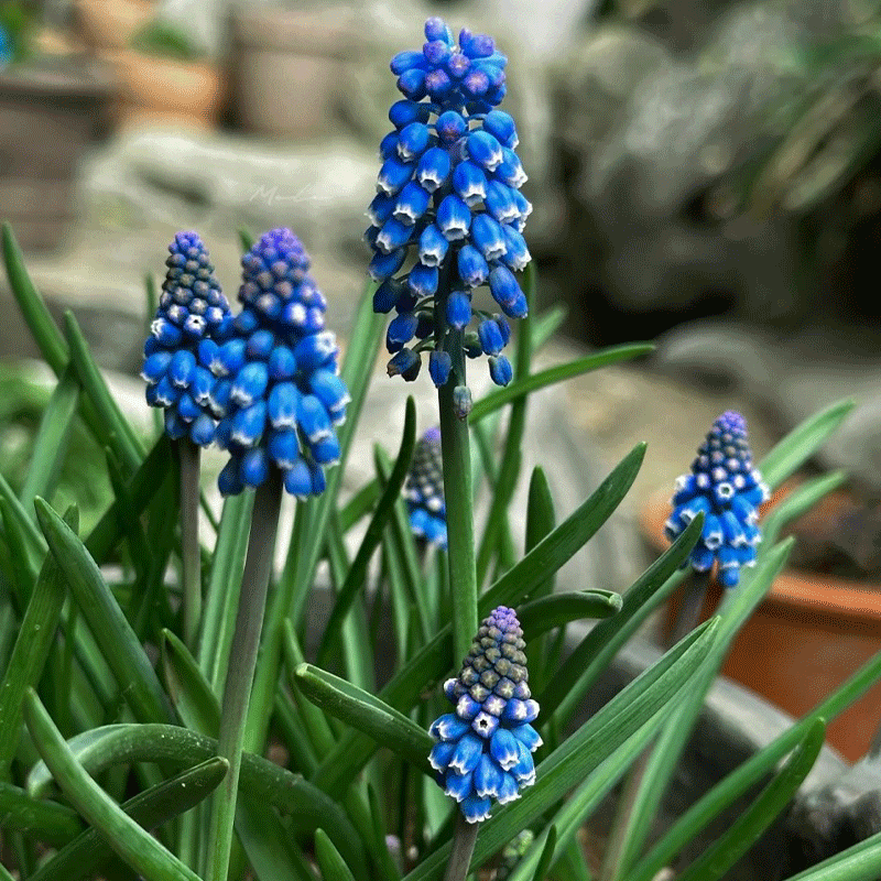 Grape-hyacinth