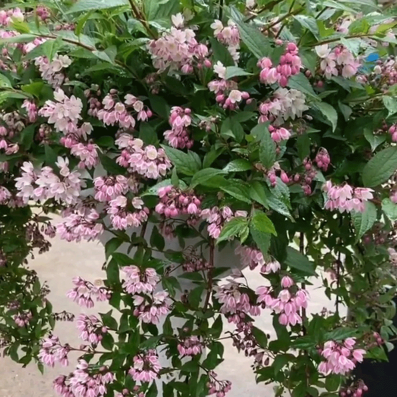 Deutzia
