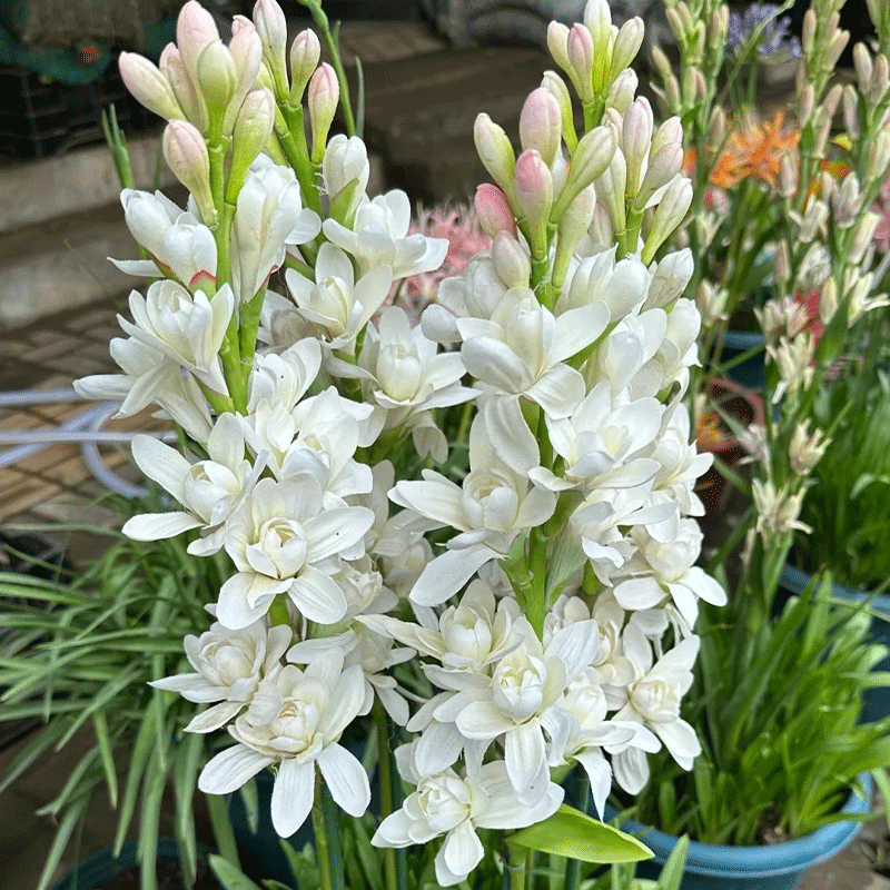 Tuberose