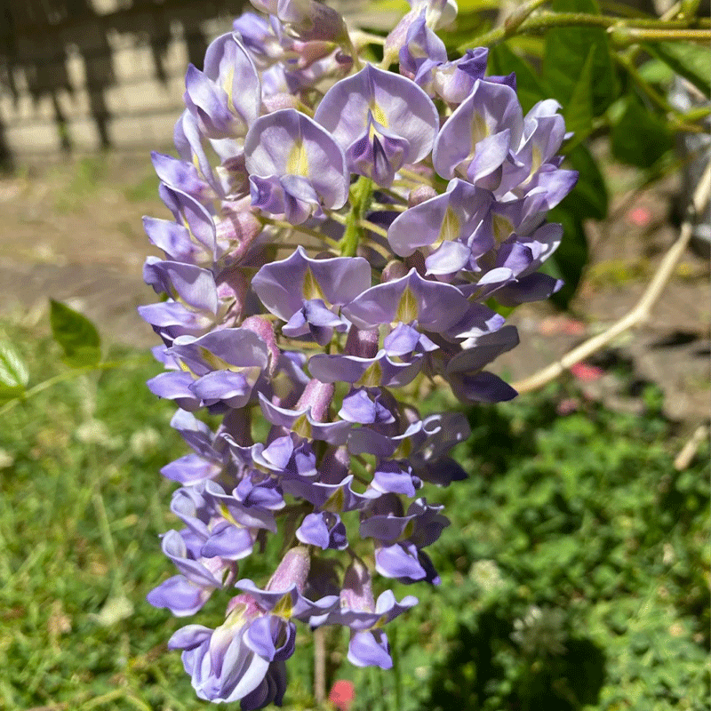 🪻Nature's Cascading Beauty🌿Wisteria💜30% OFF