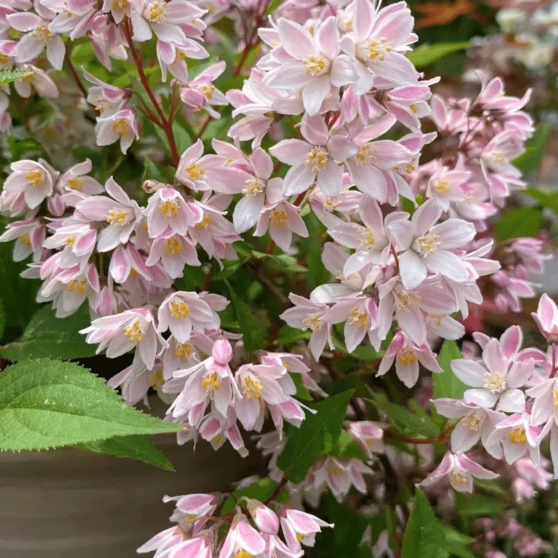 Deutzia