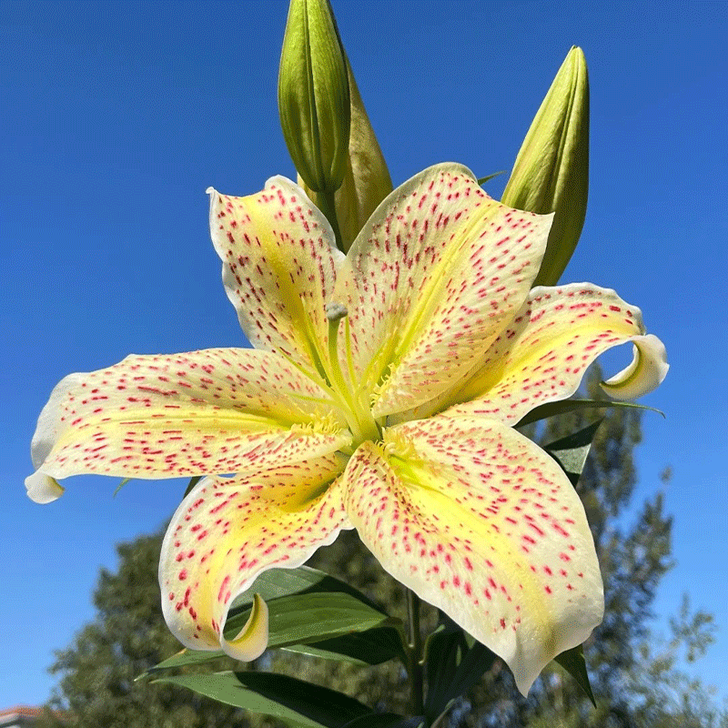 🐯Tiger Lily⚜️