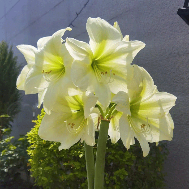 Striped Barbados lily
