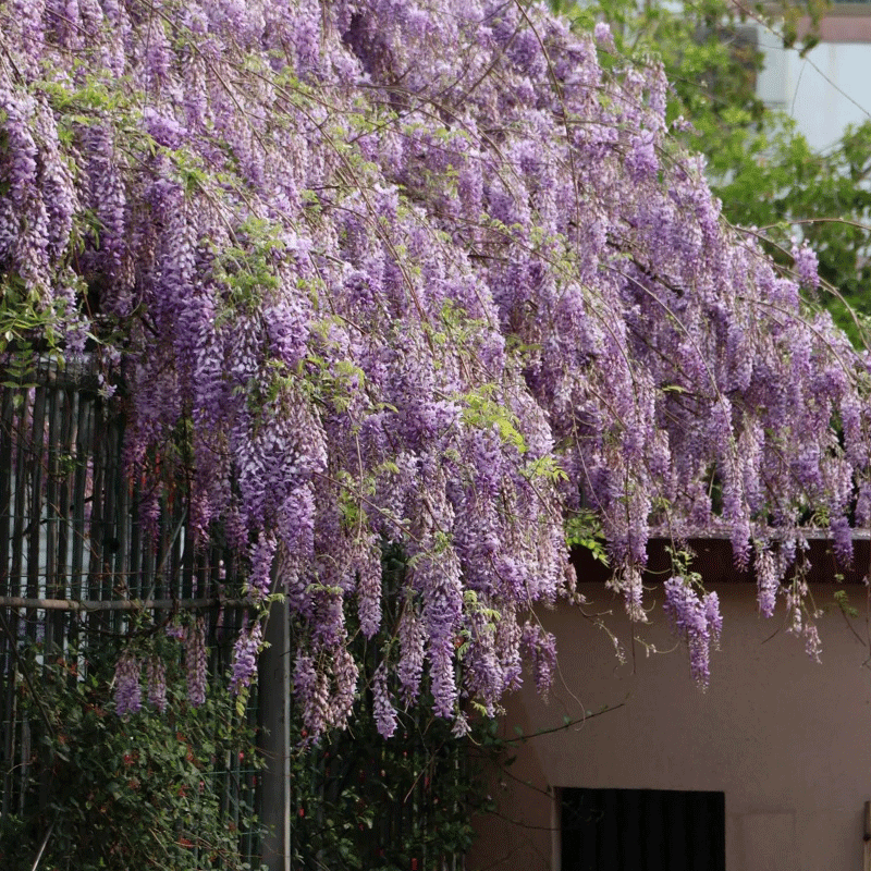 🪻Nature's Cascading Beauty🌿Wisteria💜30% OFF