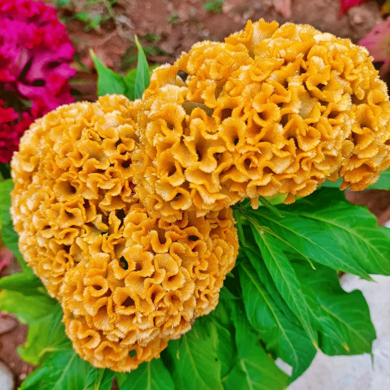 Cockscomb Flower