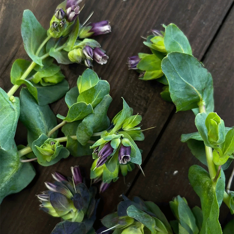 Honeywort