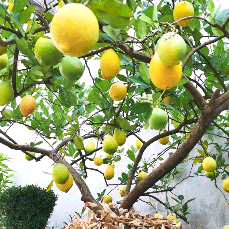 Lemon Bonsai Tree