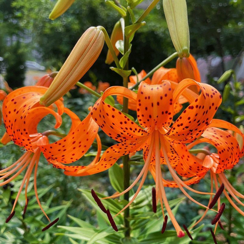 🐯Tiger Lily⚜️