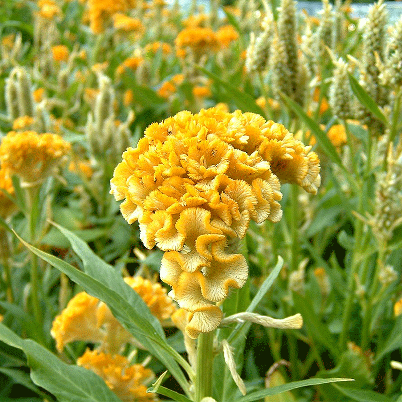 Cockscomb Flower