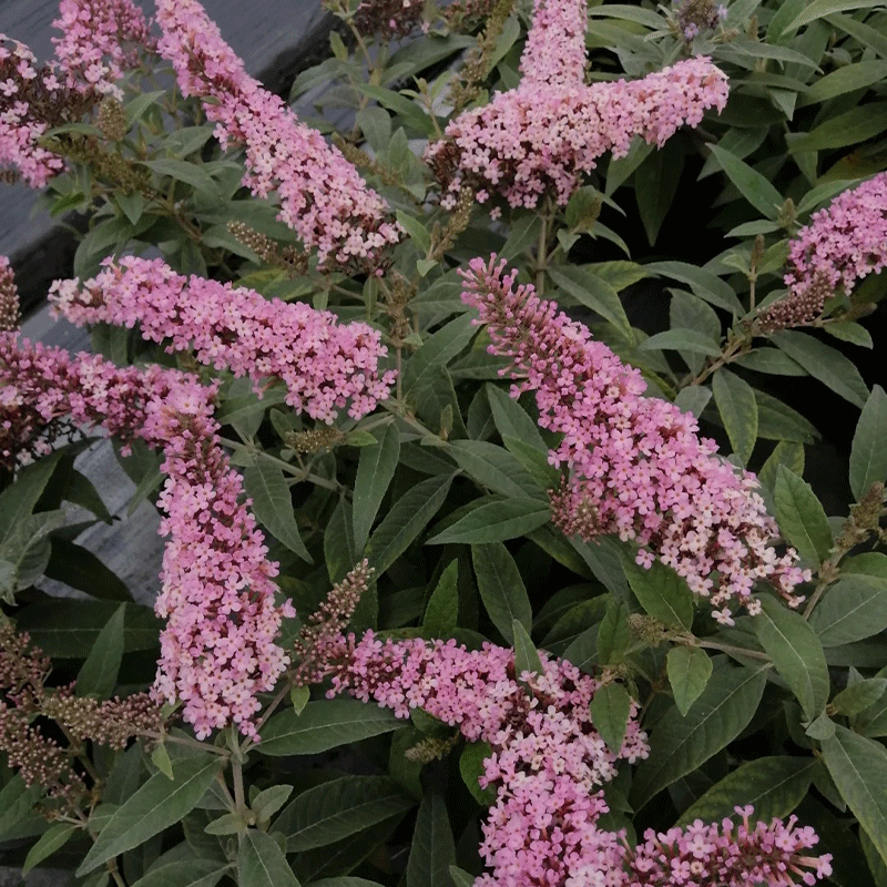 Butterfly Bush