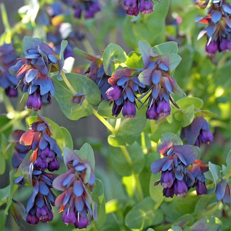 Honeywort