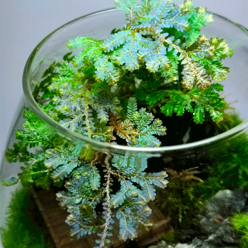 🌿Peacock moss🎨The chameleon of the plant world🩵