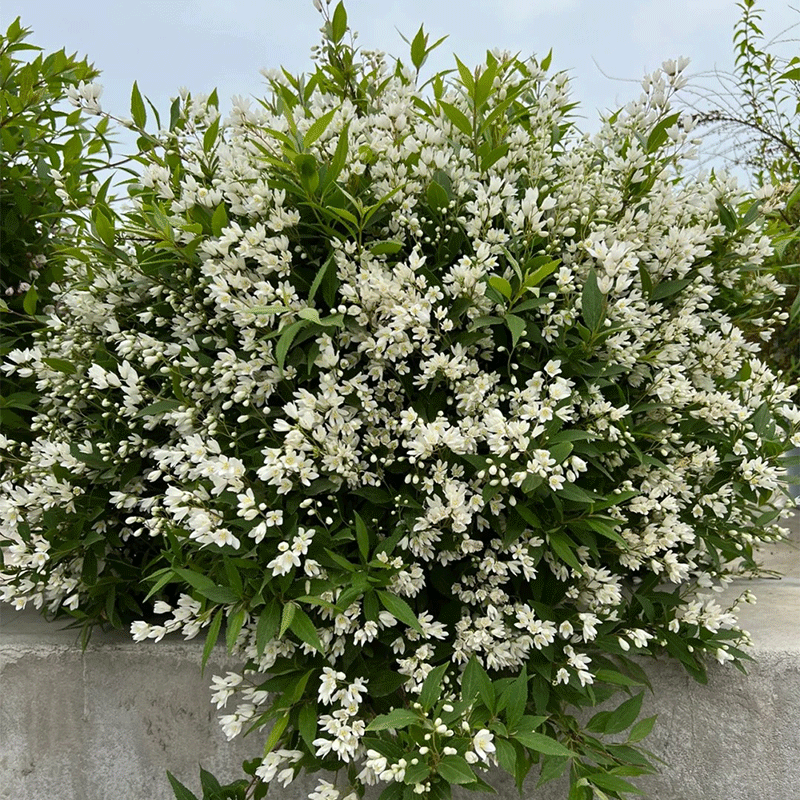 Deutzia