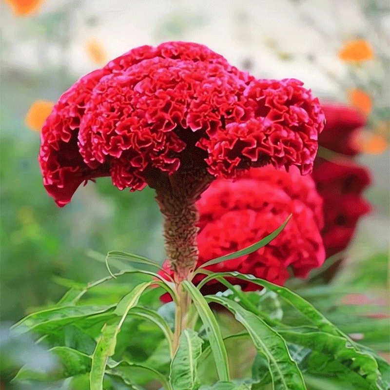 Cockscomb Flower