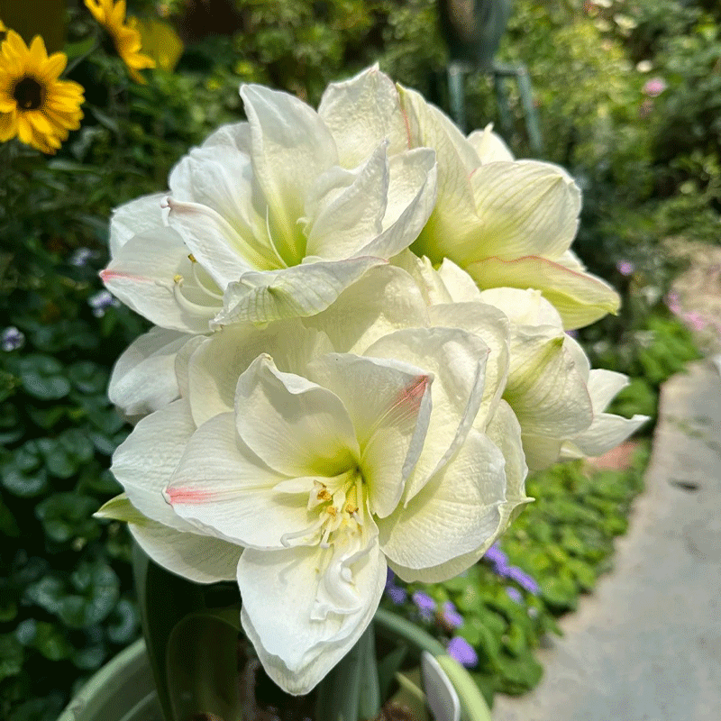 Striped Barbados lily