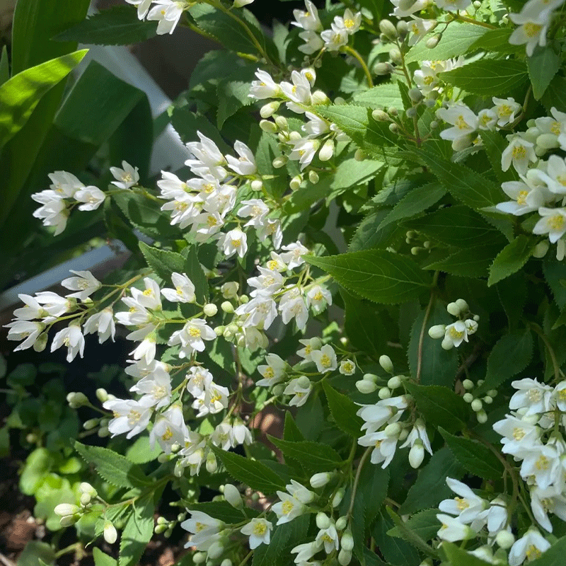 Deutzia