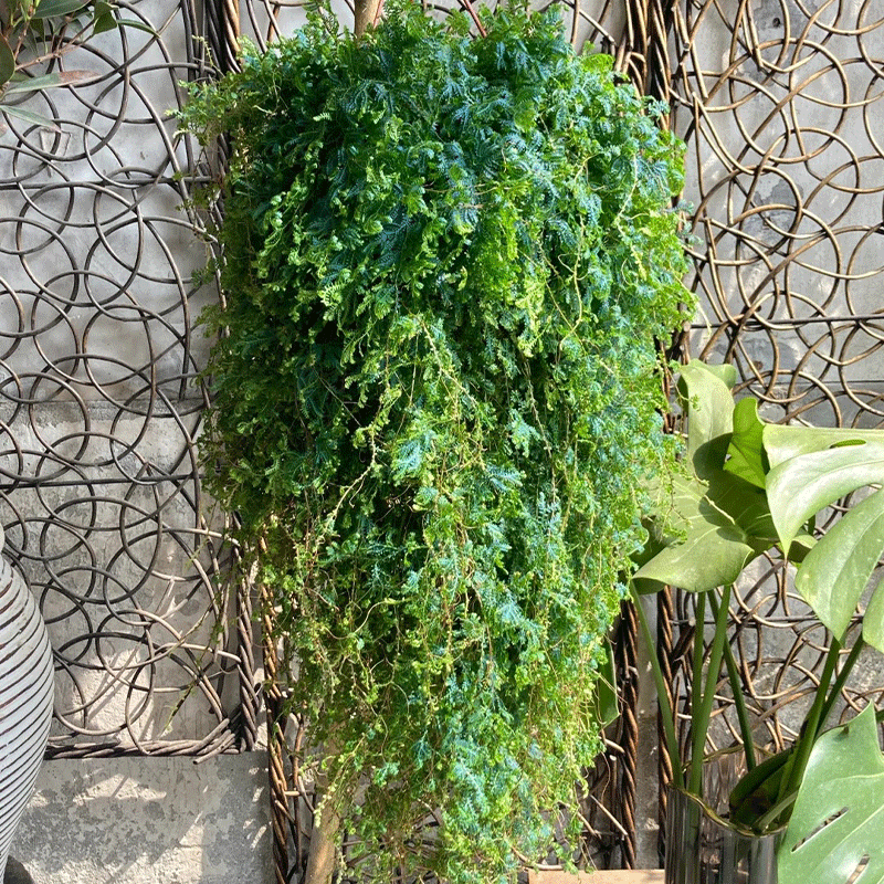 🌿Peacock moss🎨The chameleon of the plant world🩵