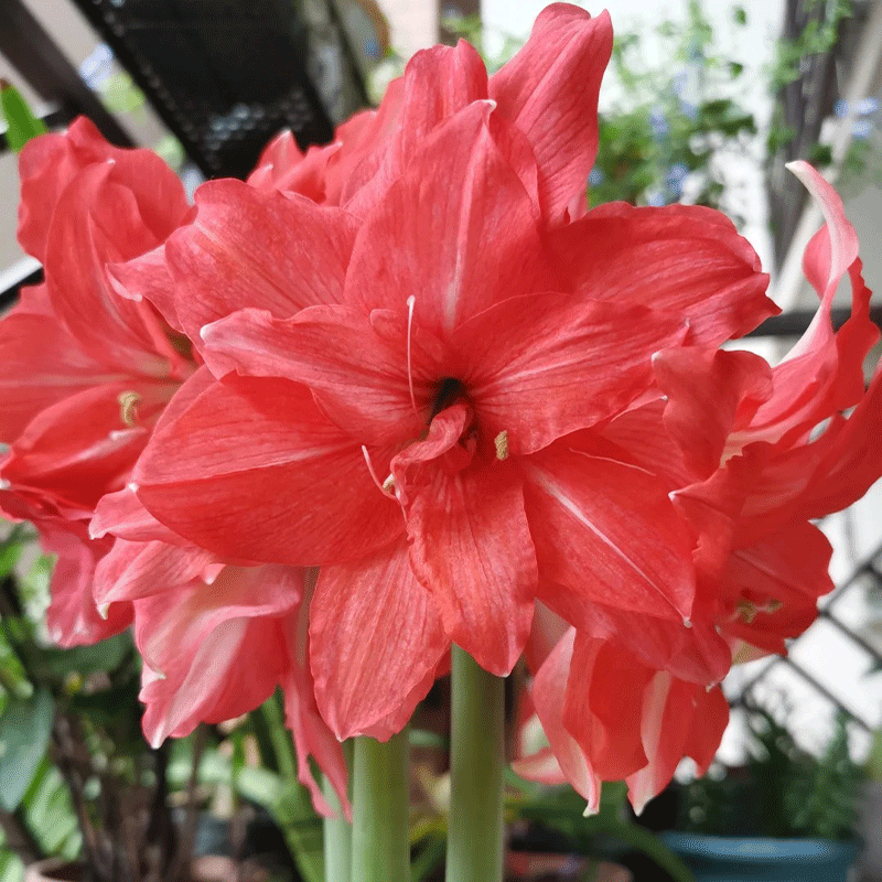 Striped Barbados lily