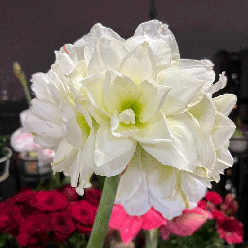 Striped Barbados lily