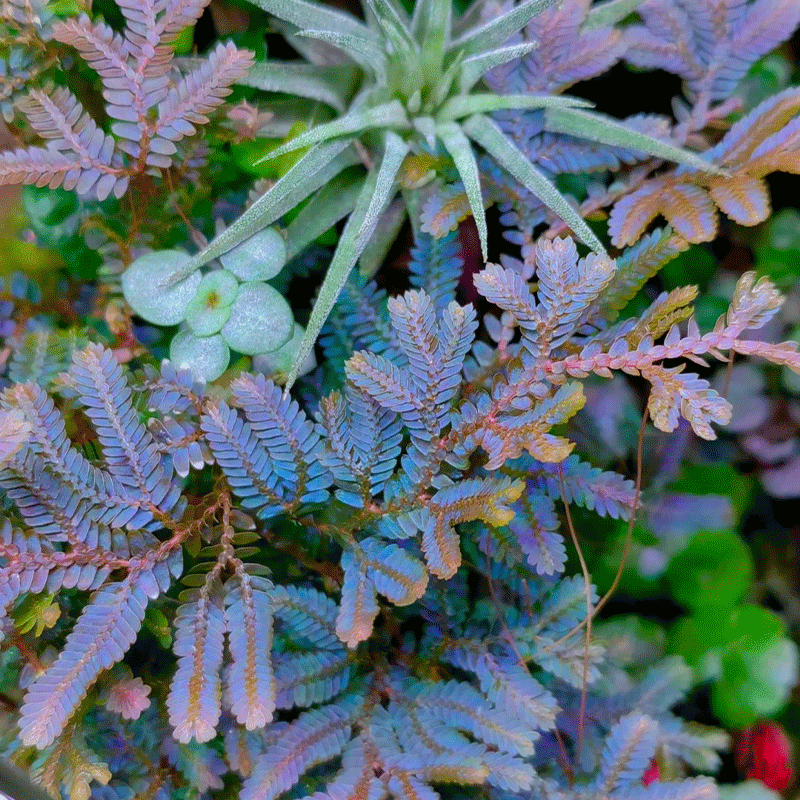 🌿Peacock moss🎨The chameleon of the plant world🩵