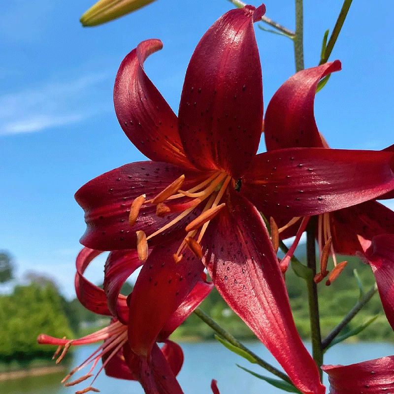 🐯Tiger Lily⚜️