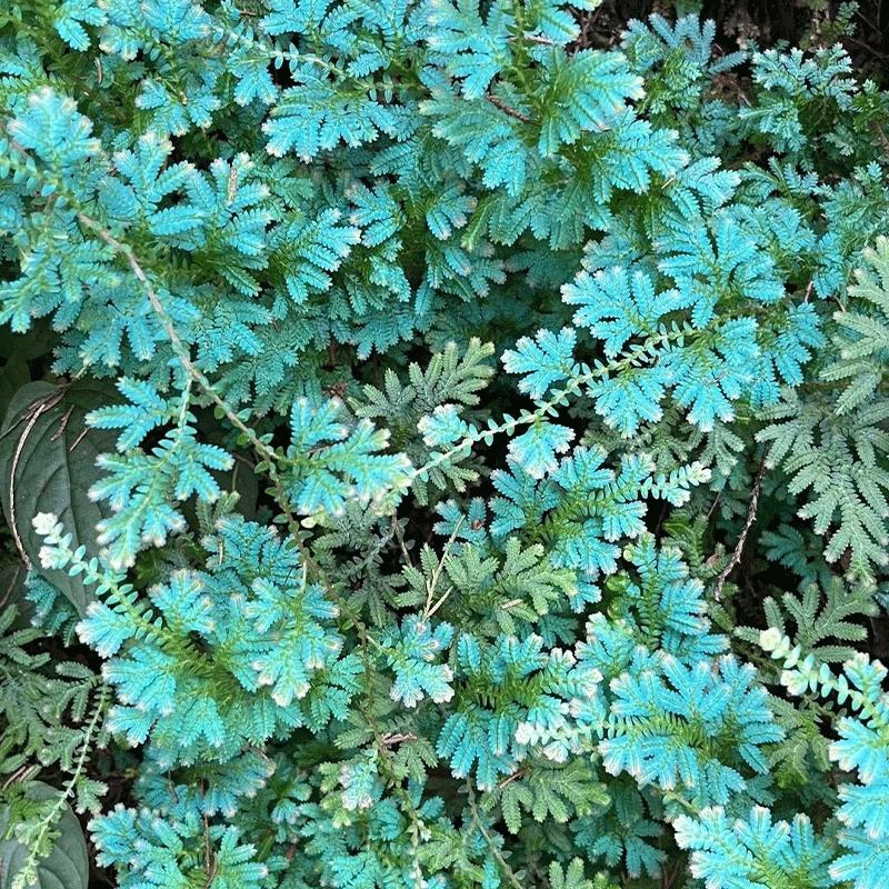 🌿Peacock moss🎨The chameleon of the plant world🩵