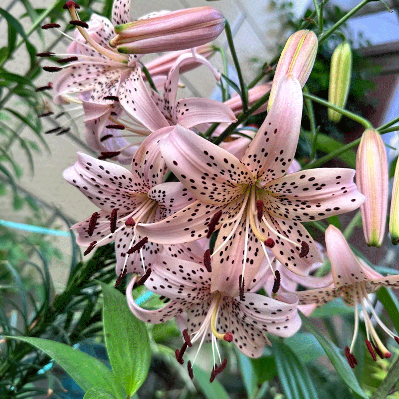 🐯Tiger Lily⚜️