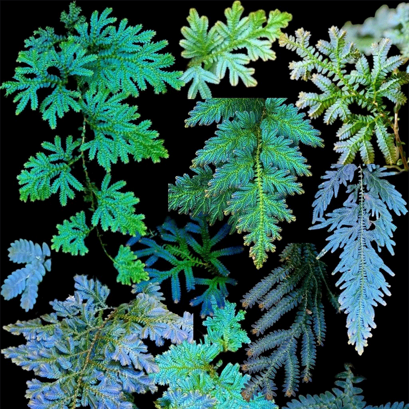 🌿Peacock moss🎨The chameleon of the plant world🩵