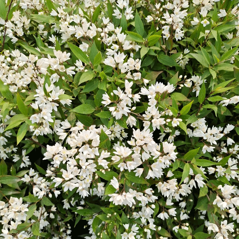 Deutzia