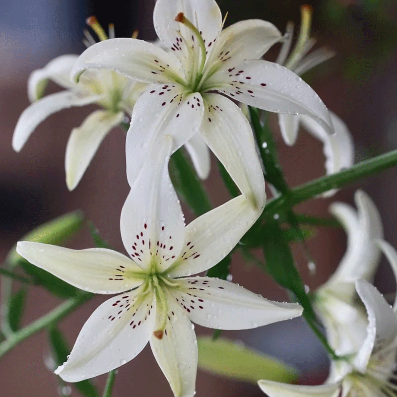 🐯Tiger Lily⚜️