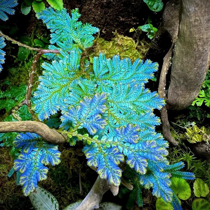 🌿Peacock moss🎨The chameleon of the plant world🩵