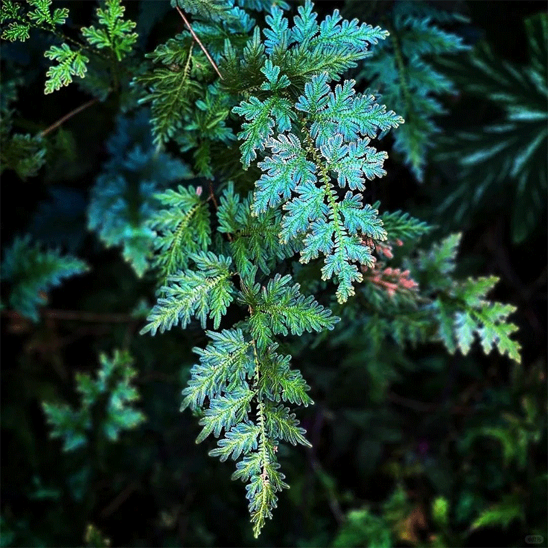 🌿Peacock moss🎨The chameleon of the plant world🩵